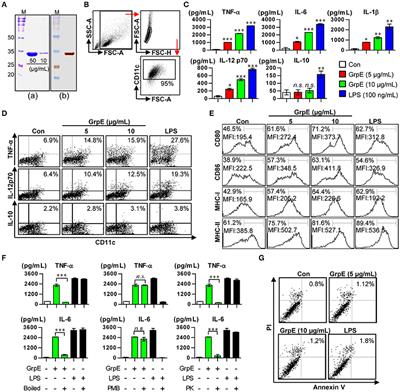 Mycobacterium tuberculosis GrpE, A Heat-Shock Stress Responsive Chaperone, Promotes Th1-Biased T Cell Immune Response via TLR4-Mediated Activation of Dendritic Cells